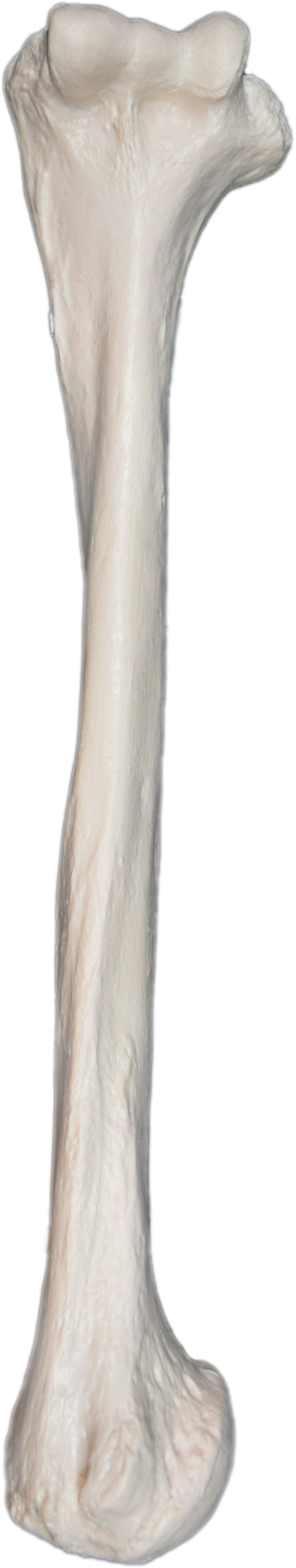 Humerus Bone - L - Anatomically Accurate, Detailed Human Bone Replica