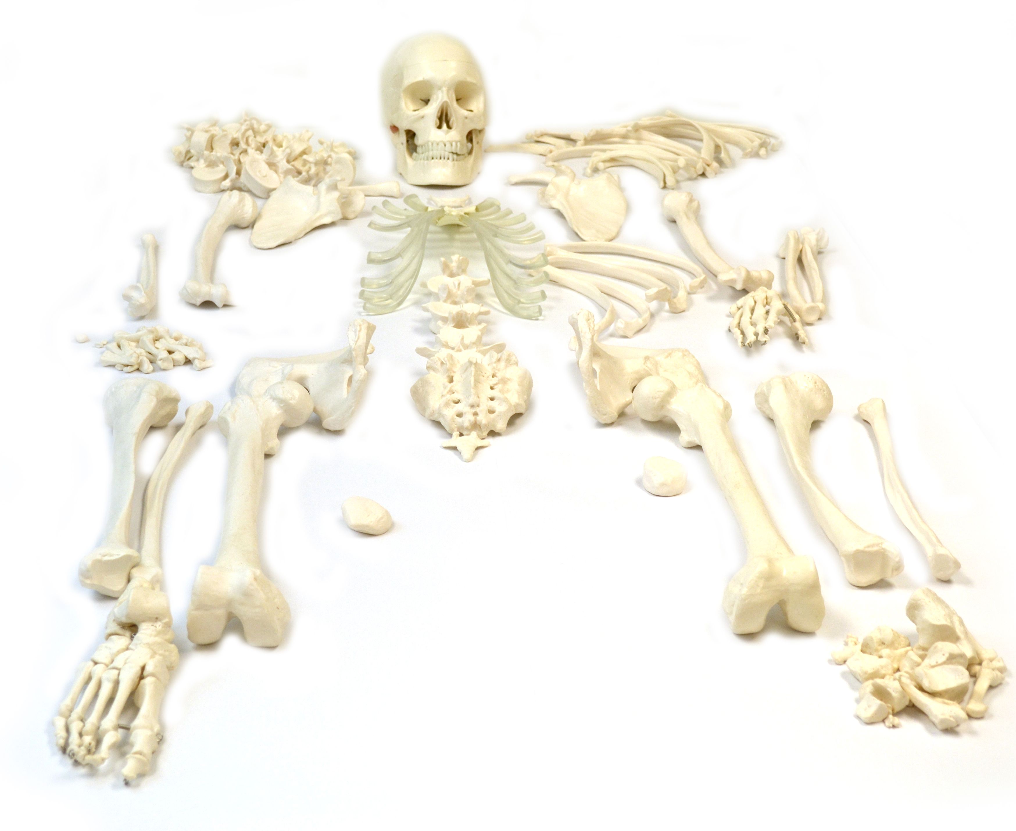 VEVOR Disarticulated Skeleton 62 inch Model Height Disarticulated Human ...