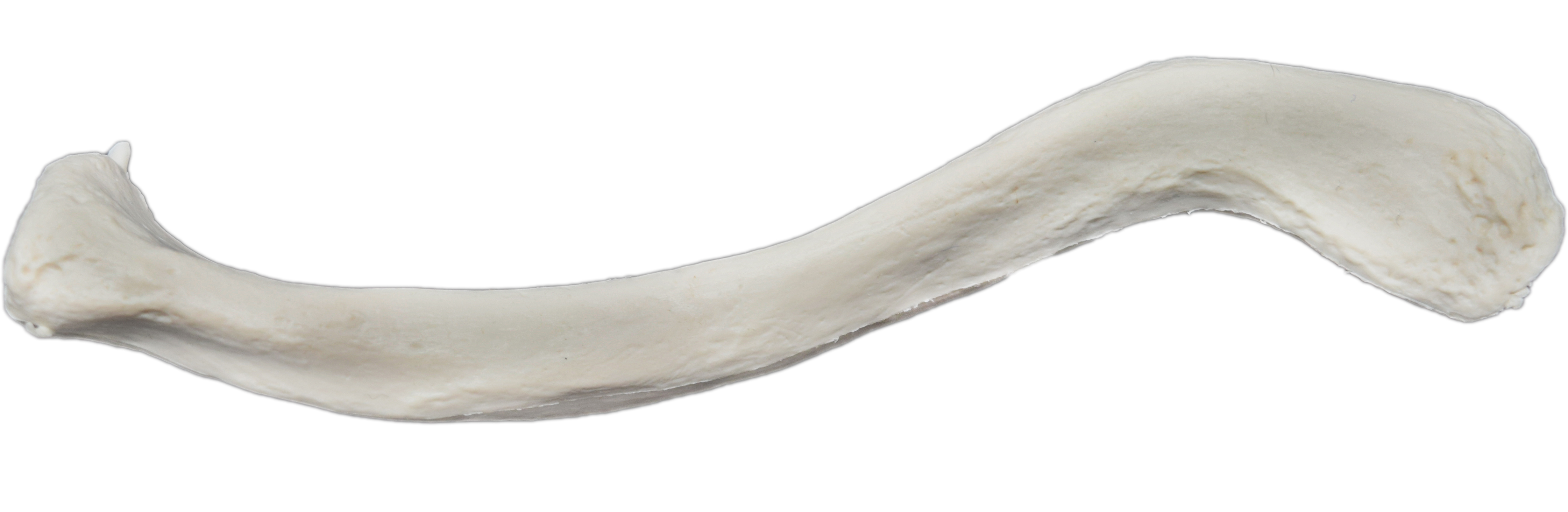 Clavicle Bone - L - Anatomically Accurate, Detailed Human Bone Replica