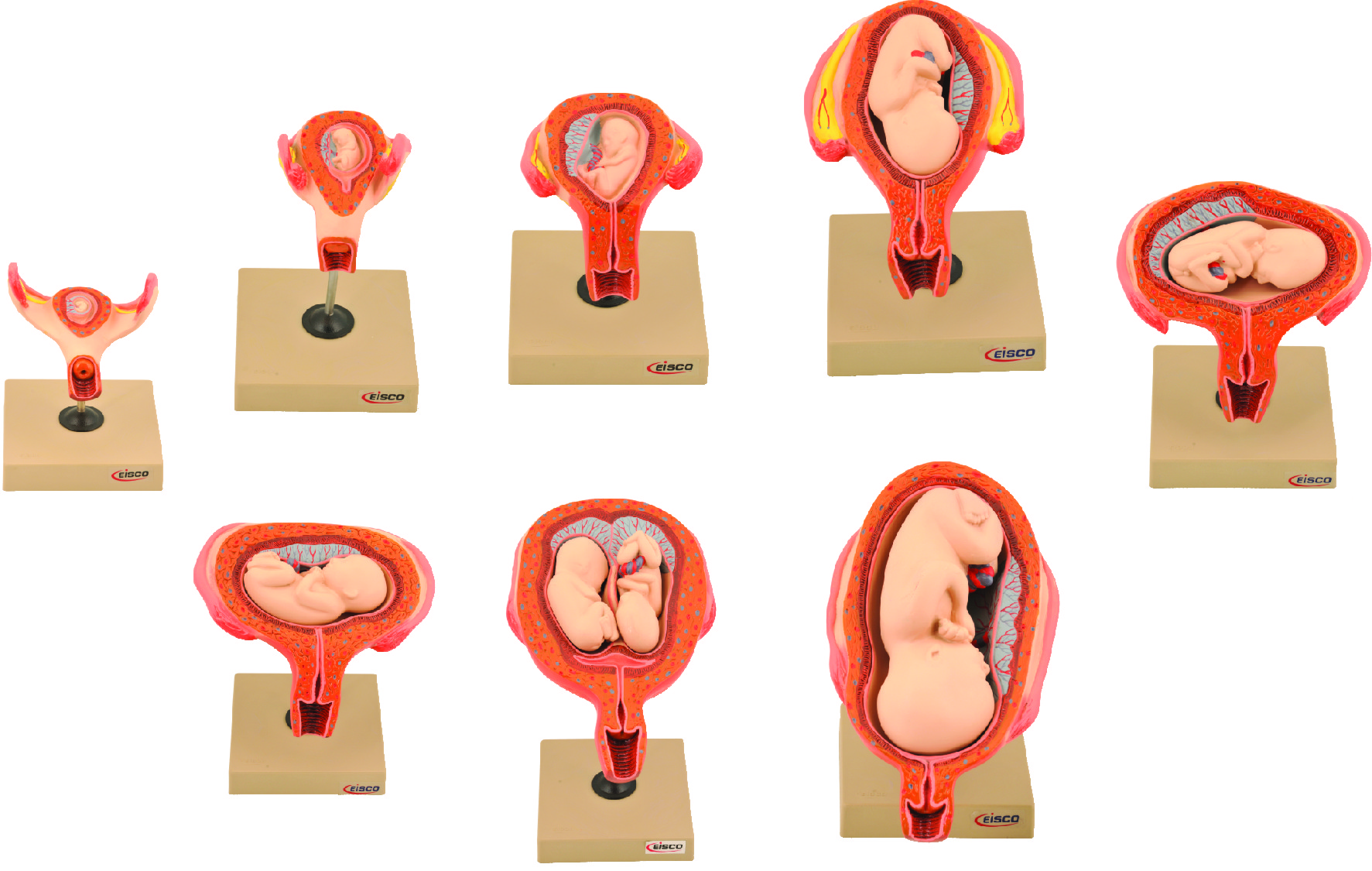 Period of Gestation Model, Set of 8 - Human Embryo/Fetus ...