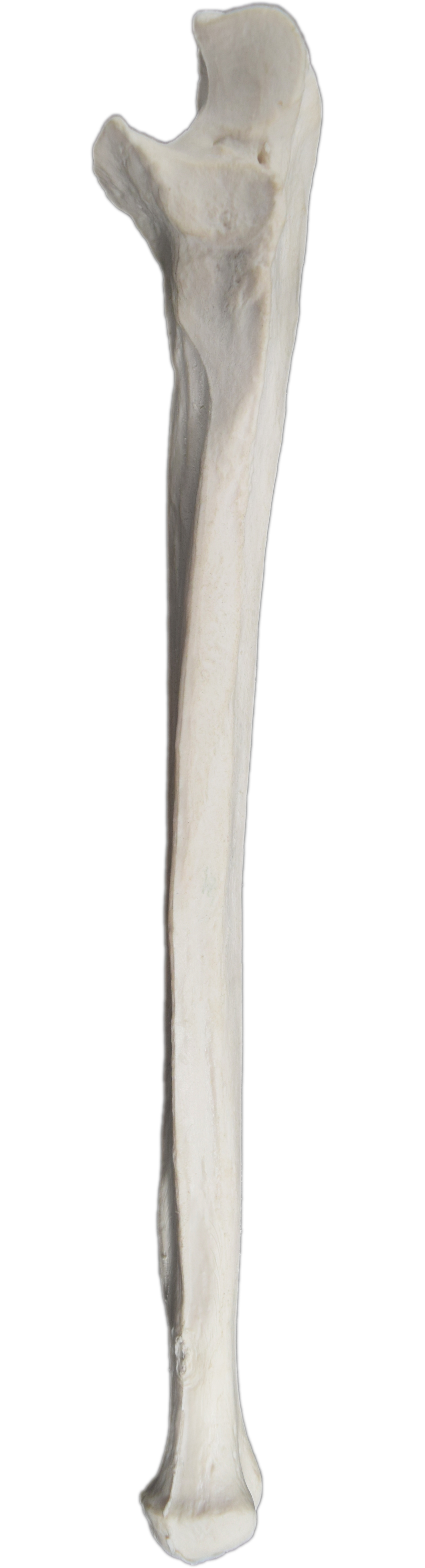 Ulna Bone - L - Anatomically Accurate, Detailed Human Bone Replica