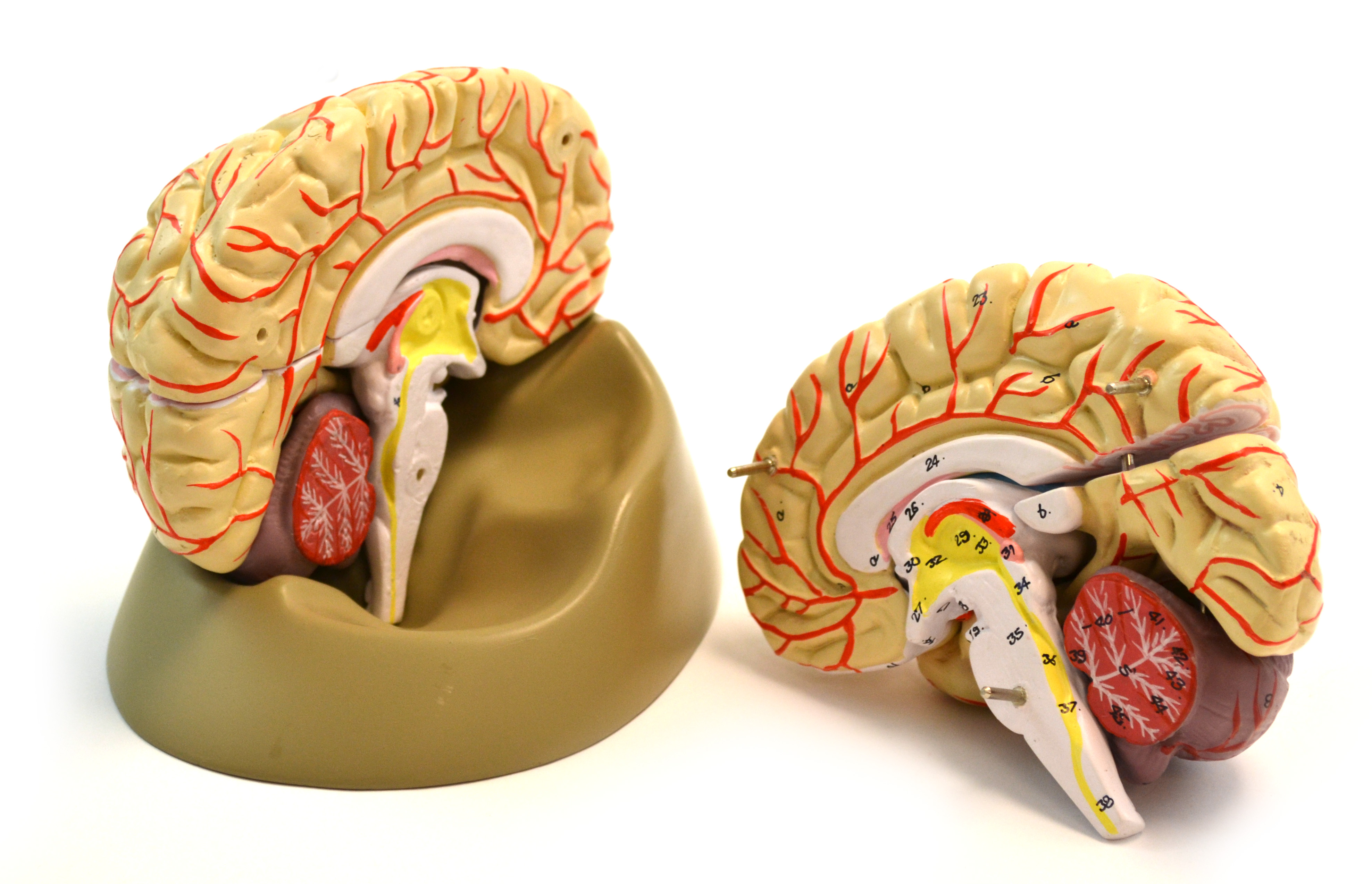 Eisco Labs Life Size Human Brain Model with Arteries - 8