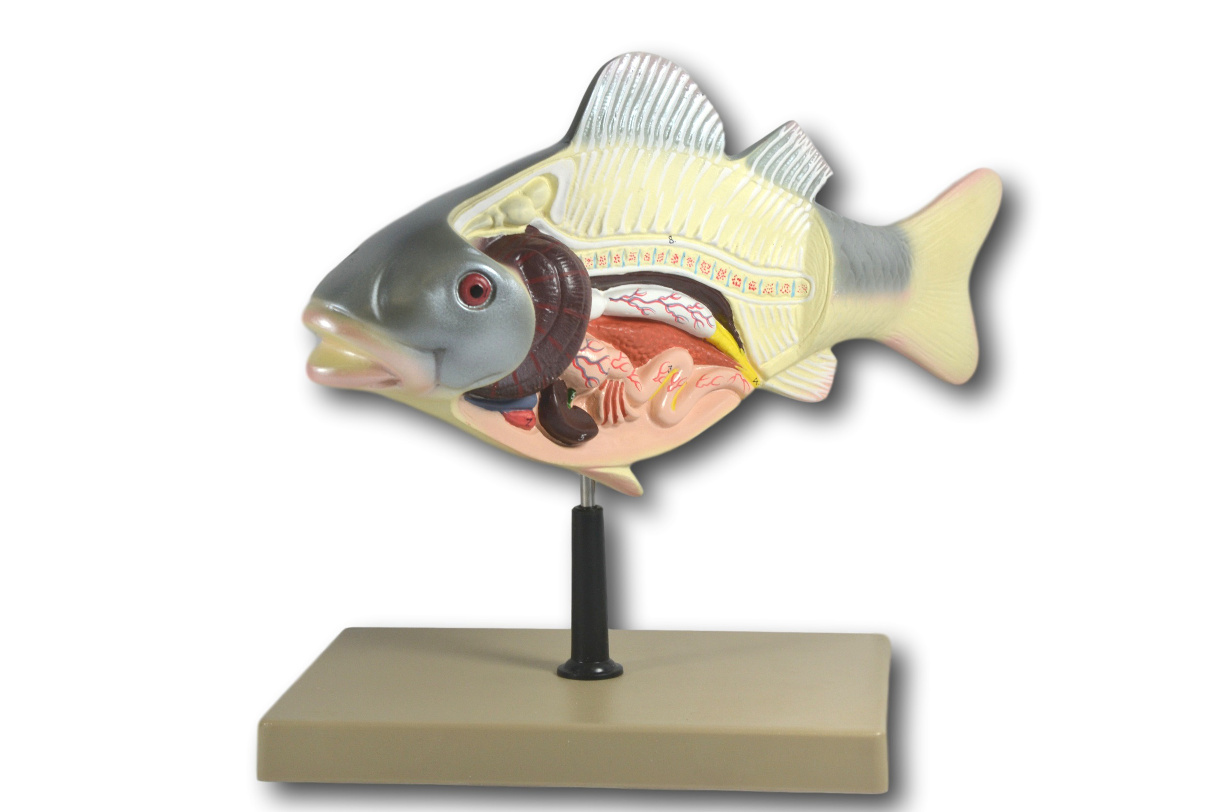 3D Fish Dissection Model, 14