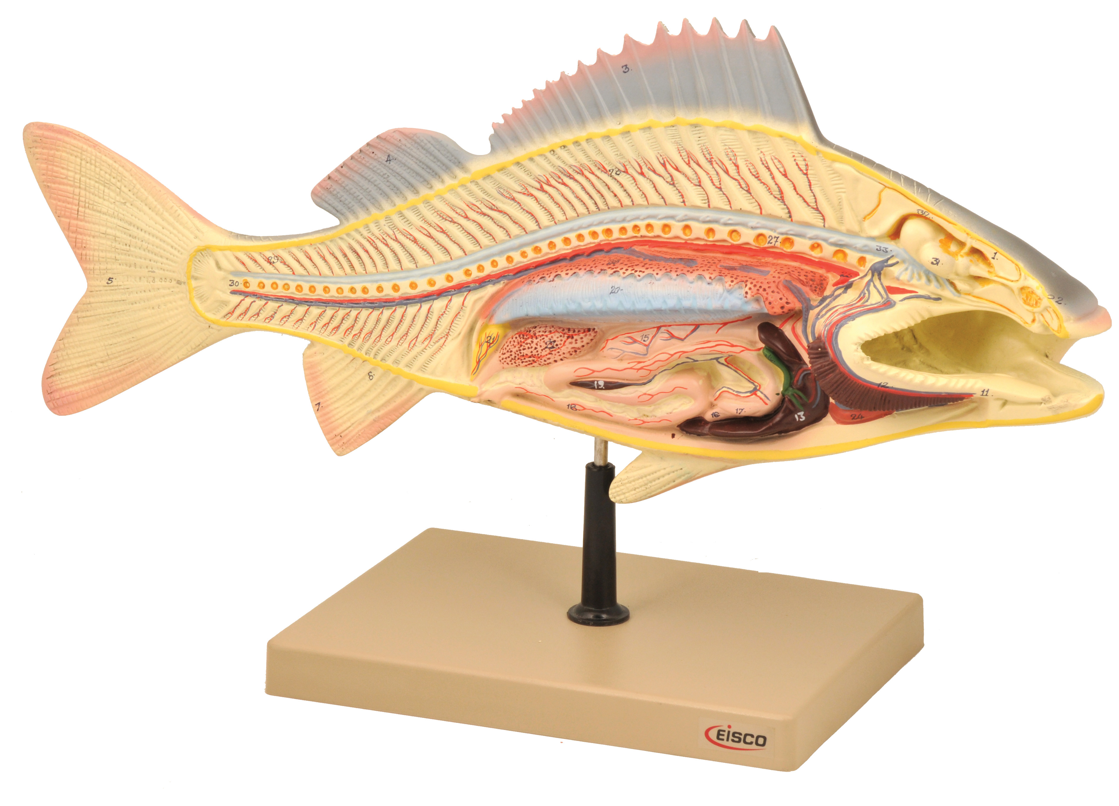 Eisco Labs Fish Dissection Model (Perch); fish 19.5 inches long ...