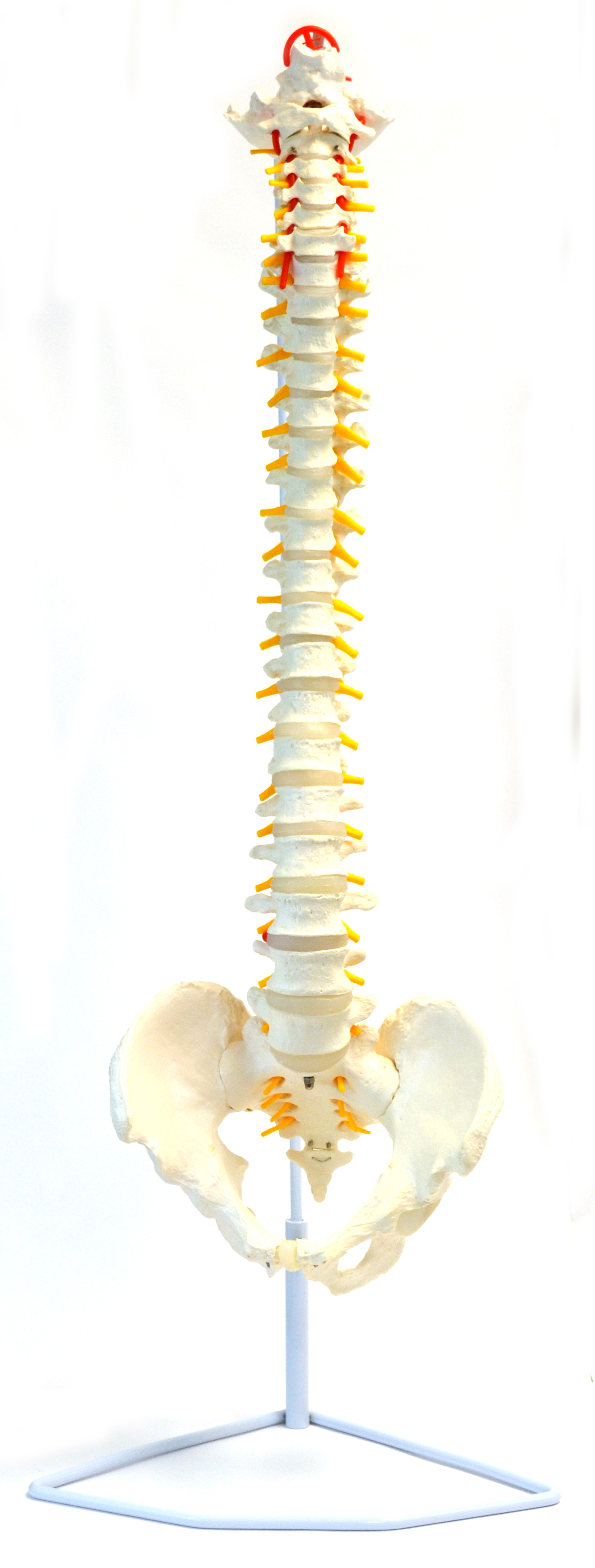 Flexible Spine Anatomical Model, Medical Quality, Life Sized (31.5