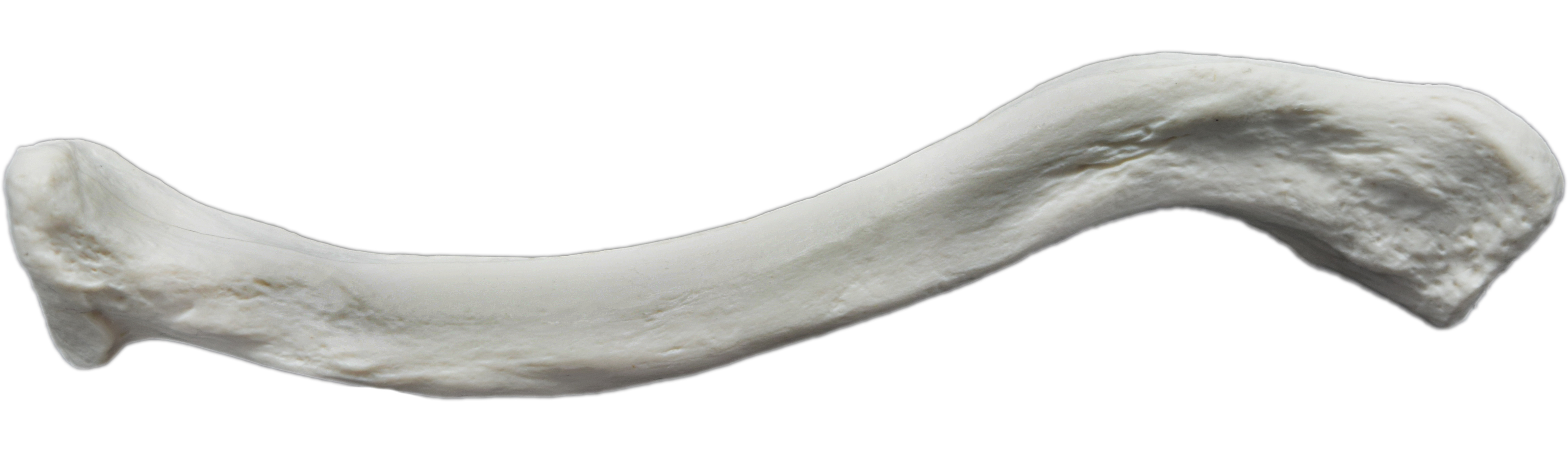 Clavicle Bone - R - Anatomically Accurate, Detailed Human Bone Replica - hBARSCI | eBay