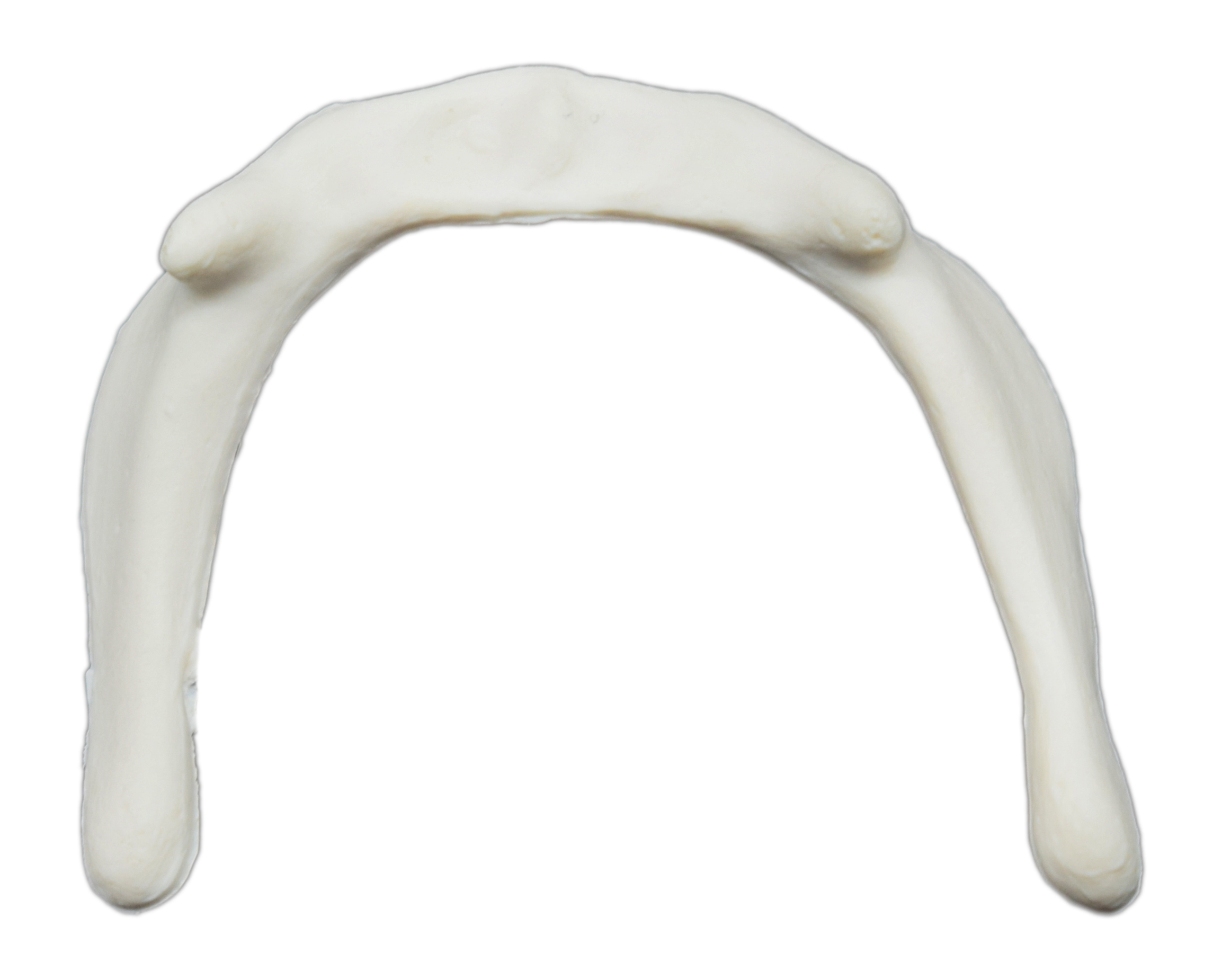 Hyoid Bone Model - Anatomically Accurate, Detailed Human Bone Replica
