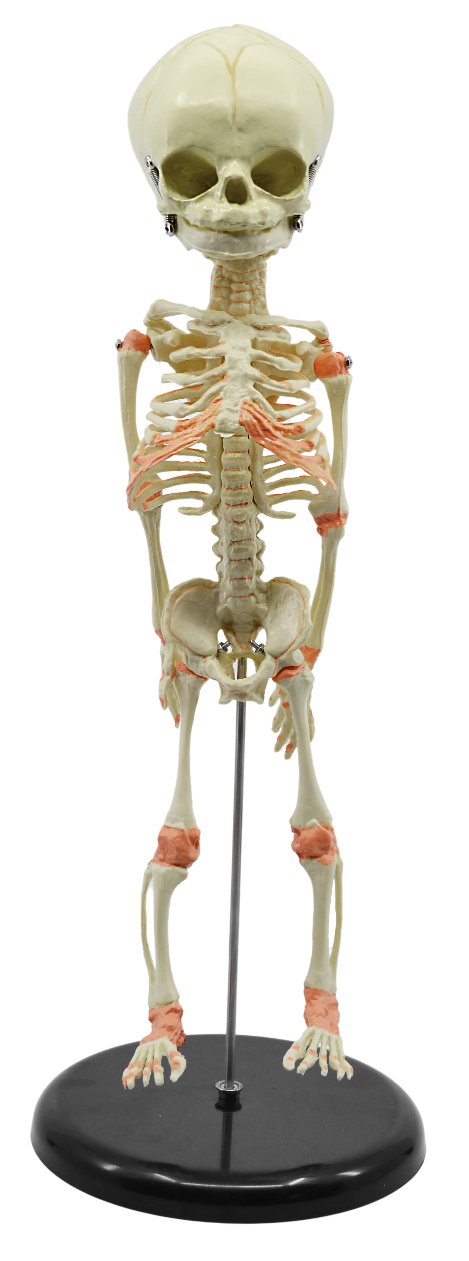 Eisco Labs Infant Fetus Skeleton Model, Mini Size | eBay