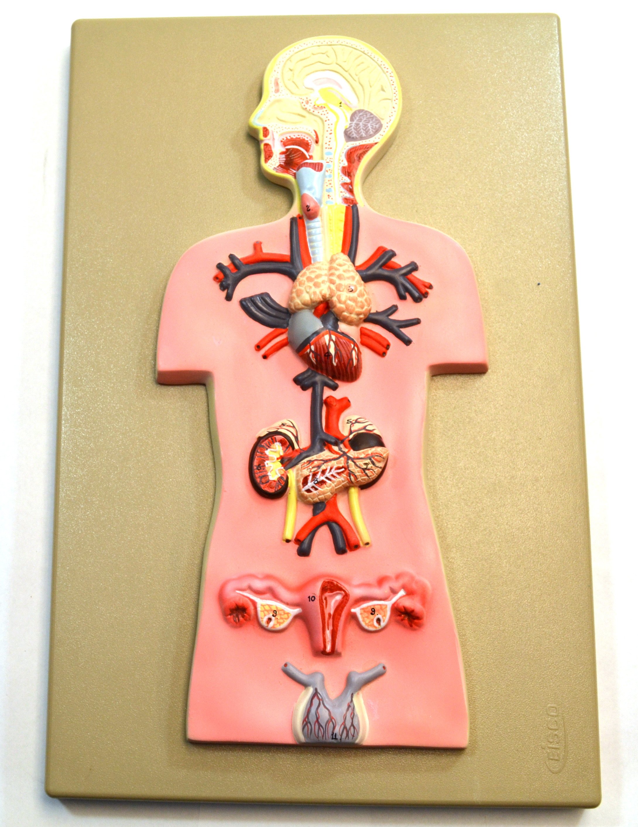 Human Endocrine System Model Miniature Size Cross Section Approx X Ebay