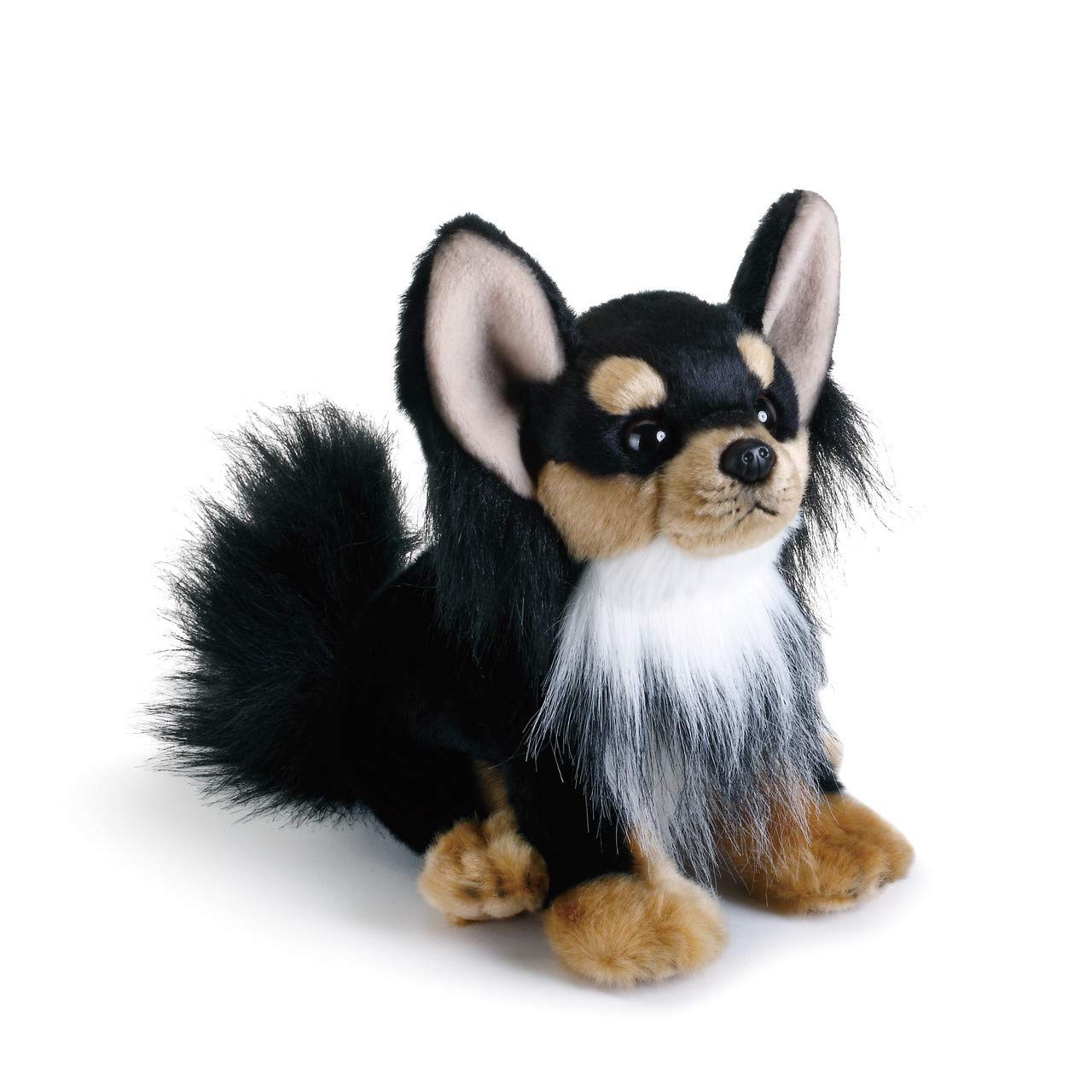 black and white toy chihuahua